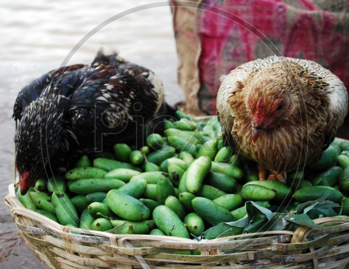 Image Of Indian Cock Or Hen In A Vegetable Basket Cz583692 Picxy