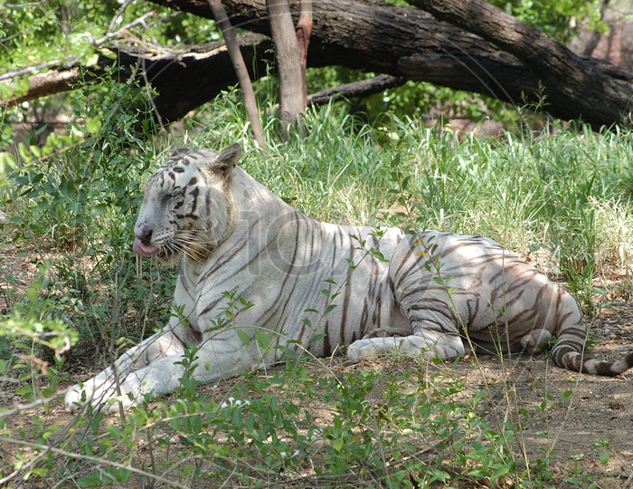 A White Tiger in a resting position