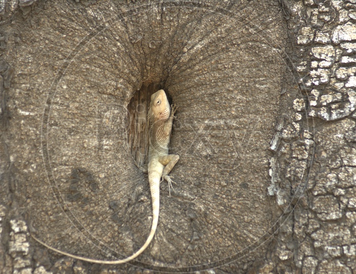 Garden Lizard  or bearded Dragon Lizard on a Tree