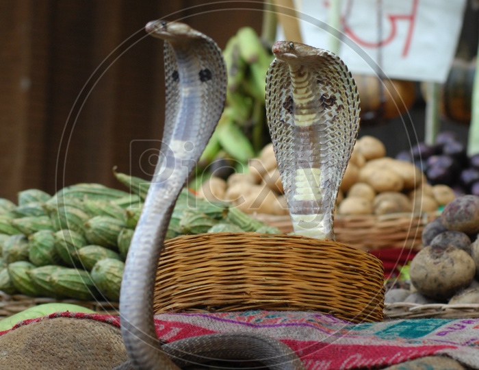 Two Indian Cobras alongside the vegetables