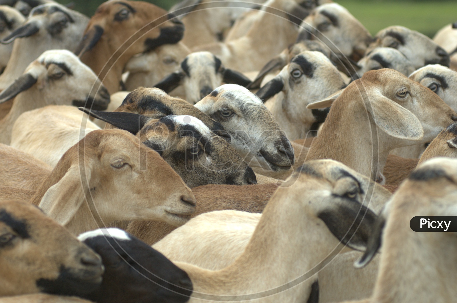 A herd of goats
