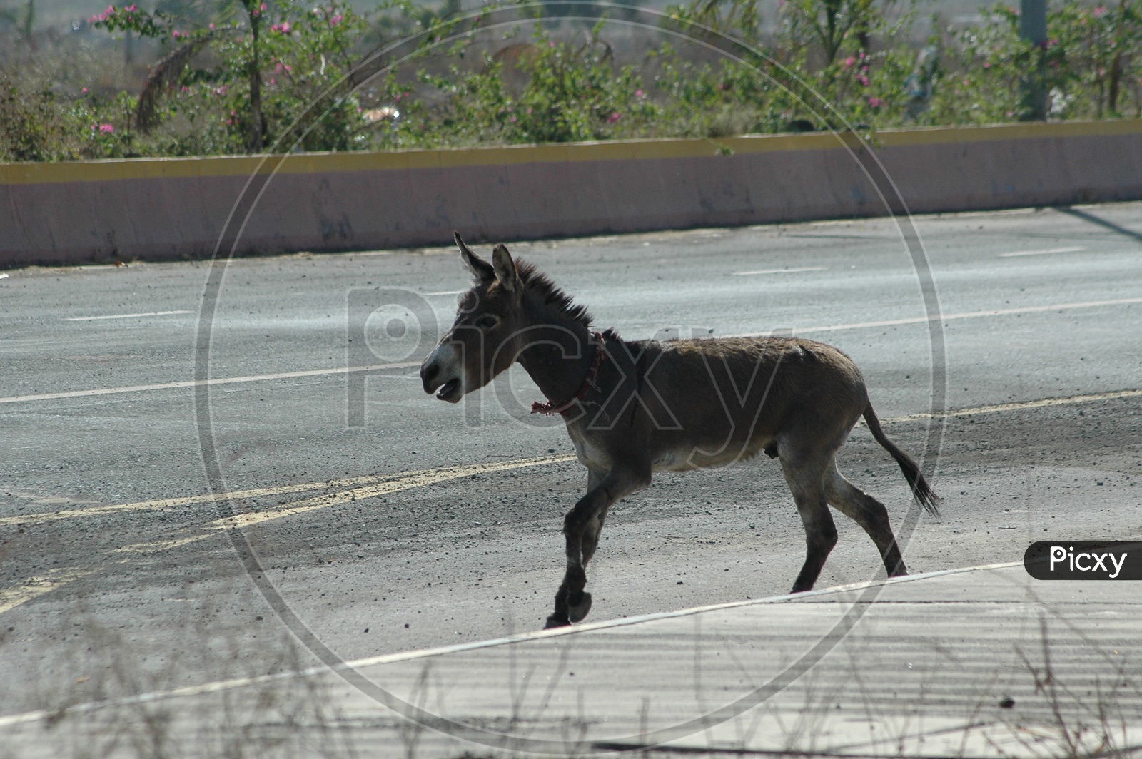 A Donkey running