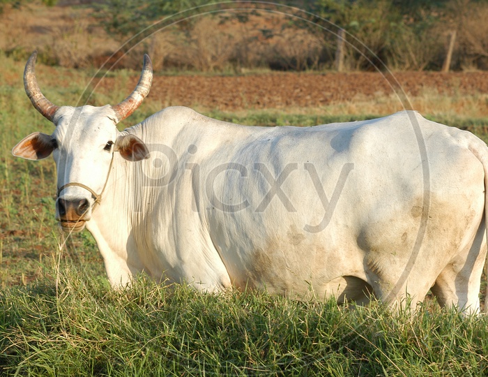 An ox in a farm