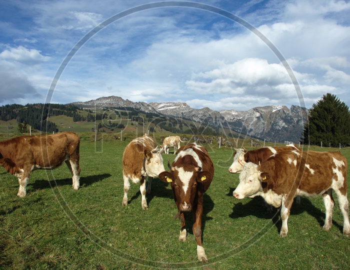 group of cows in an open grass land and mountains in the back