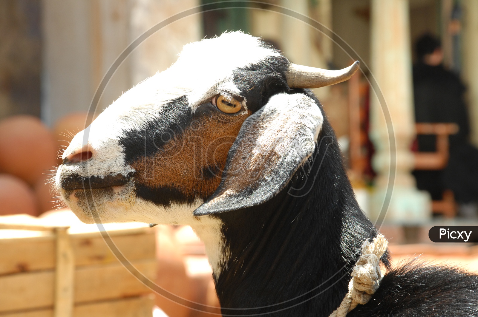 A Goat's head