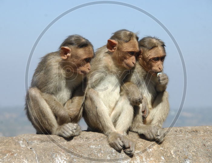 Macaques  Or Monkeys  Sitting on a wall
