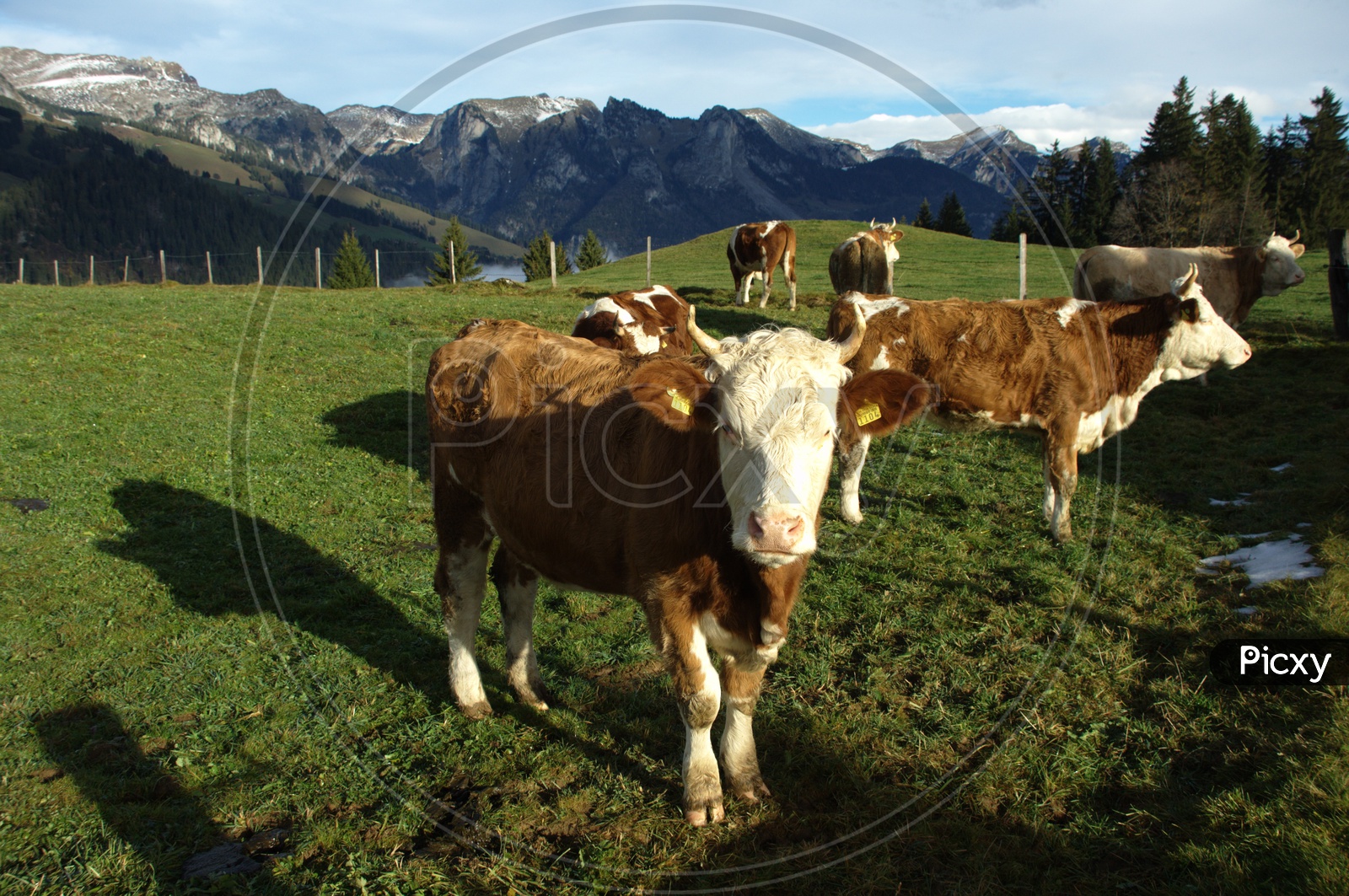 cows moving in green field and mountains in the back