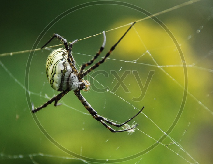 A Spider weaving  a web