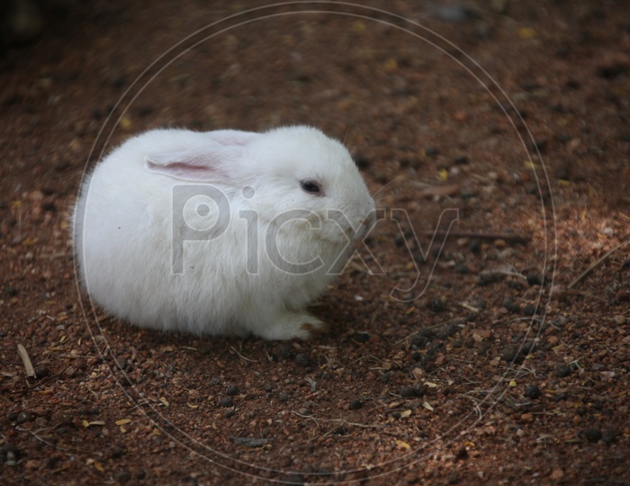 A Domestic rabbit
