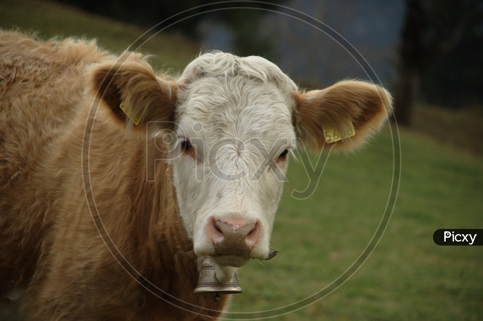 A white and brown coloured cow with a tag on the ear