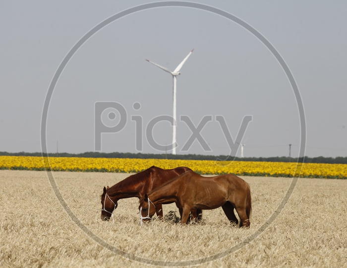 Horses Grazing in Fields