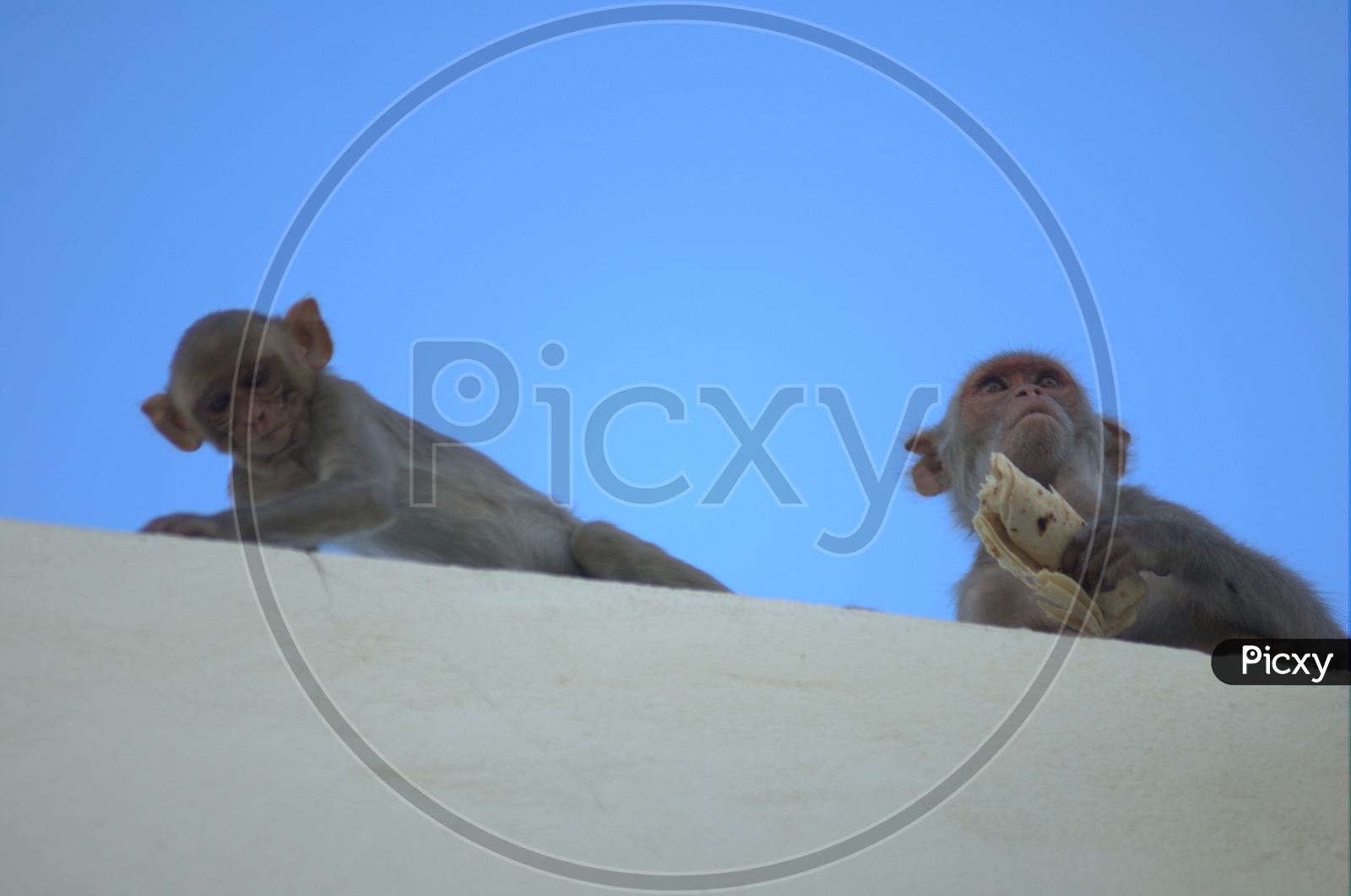 Indian Young Monkey Or Macaque Stealing Food From Homes