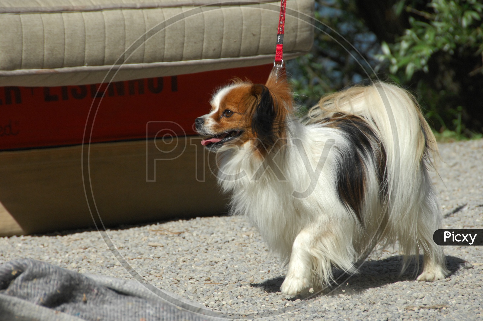 A Papillon dog with a neck belt