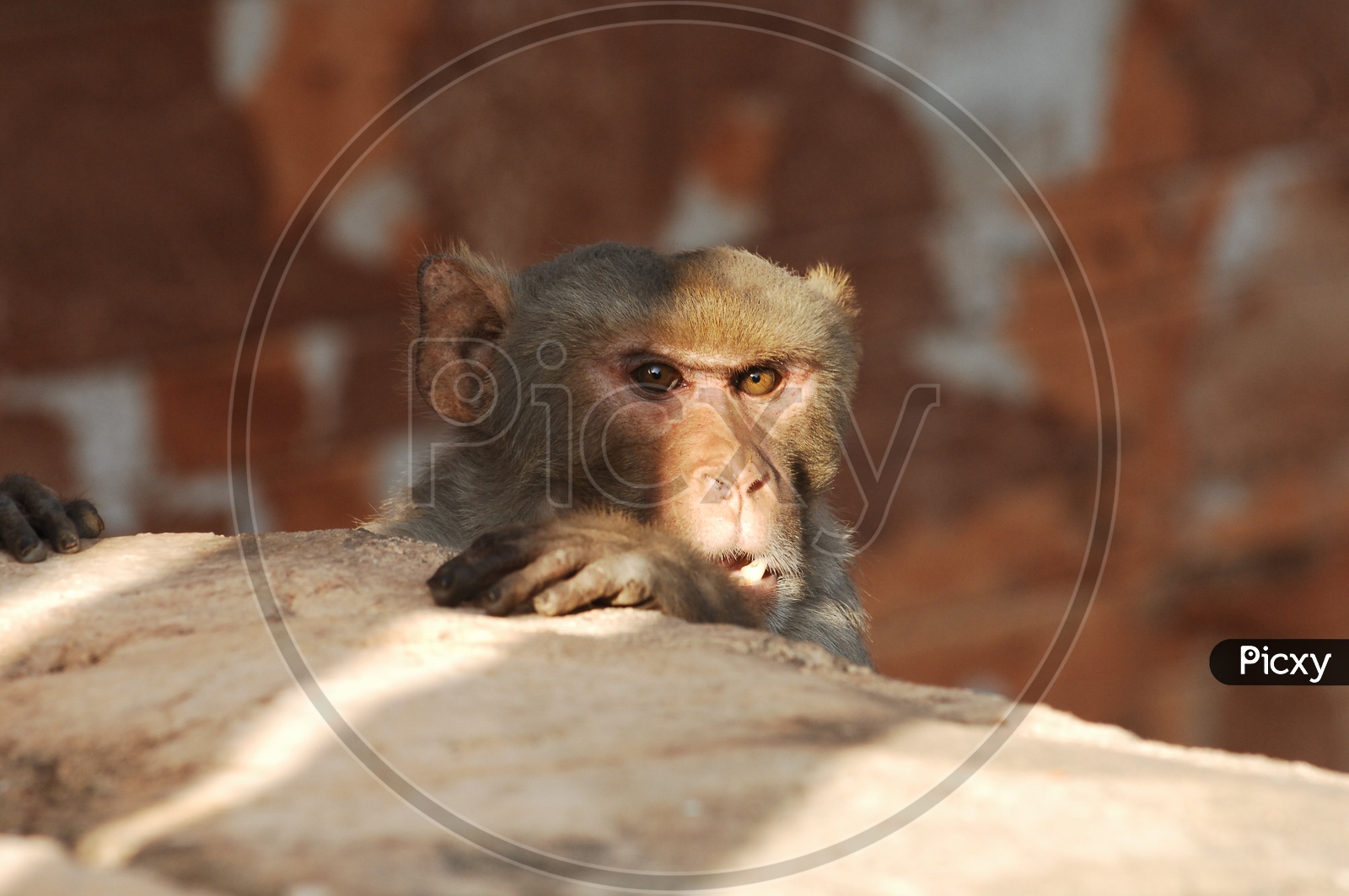 A Macaque peeping through the wall