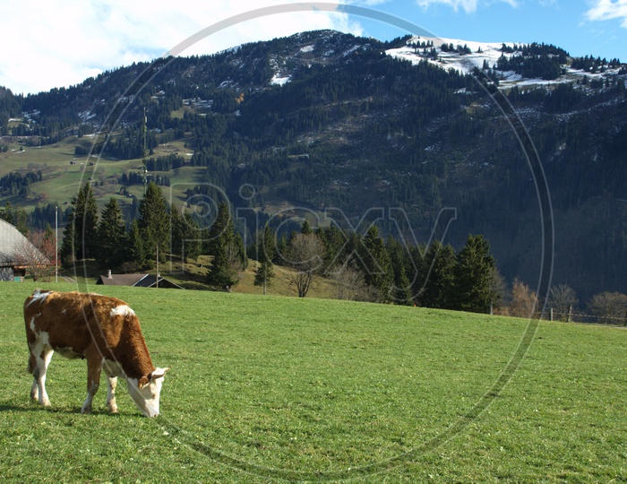 cow grazing in the grass field and mountains in the back