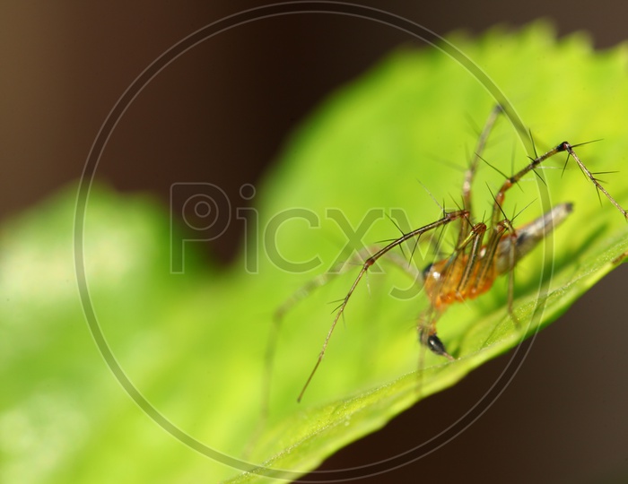 A Closeup of Spider legs