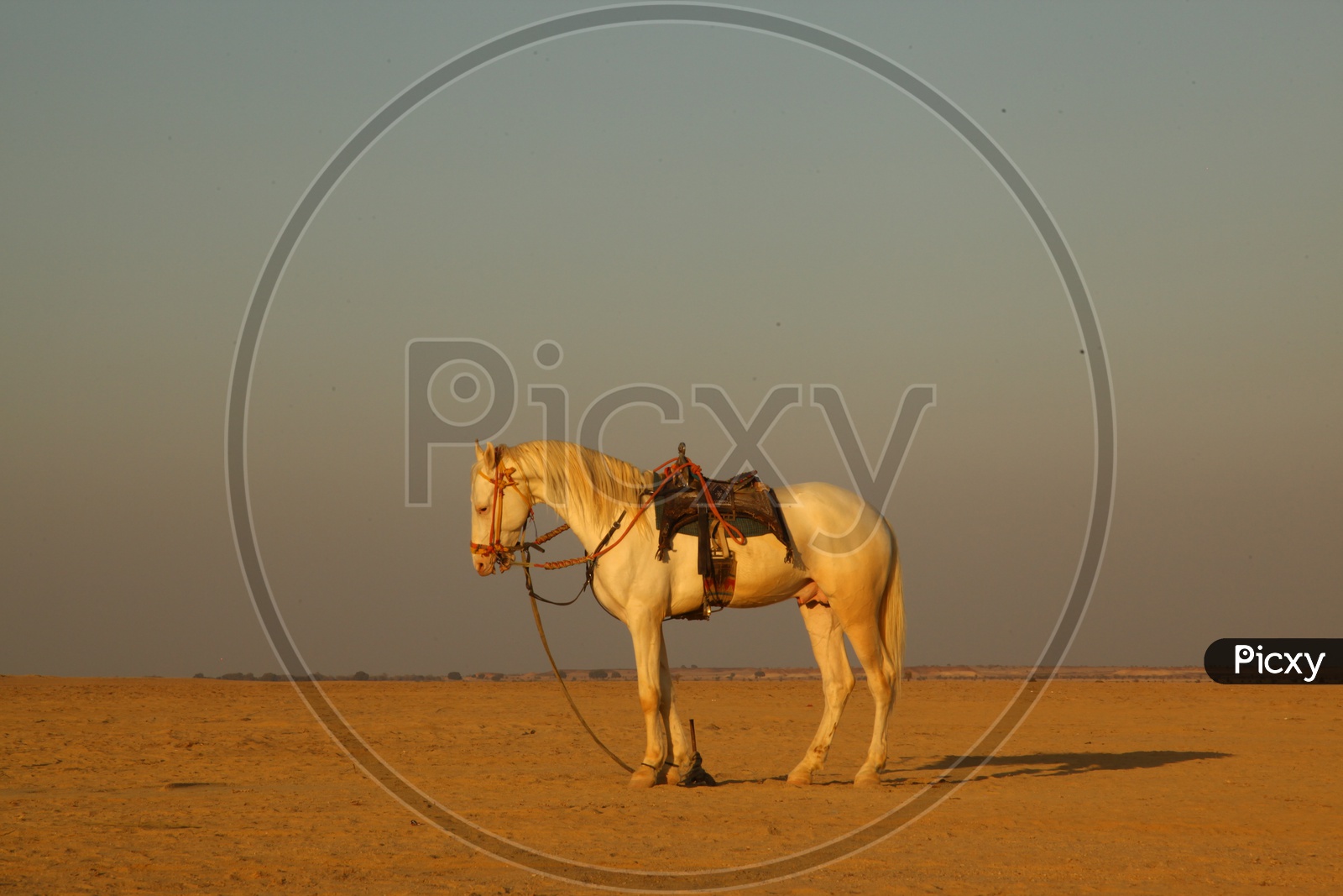 A White Riding Horse in Desert