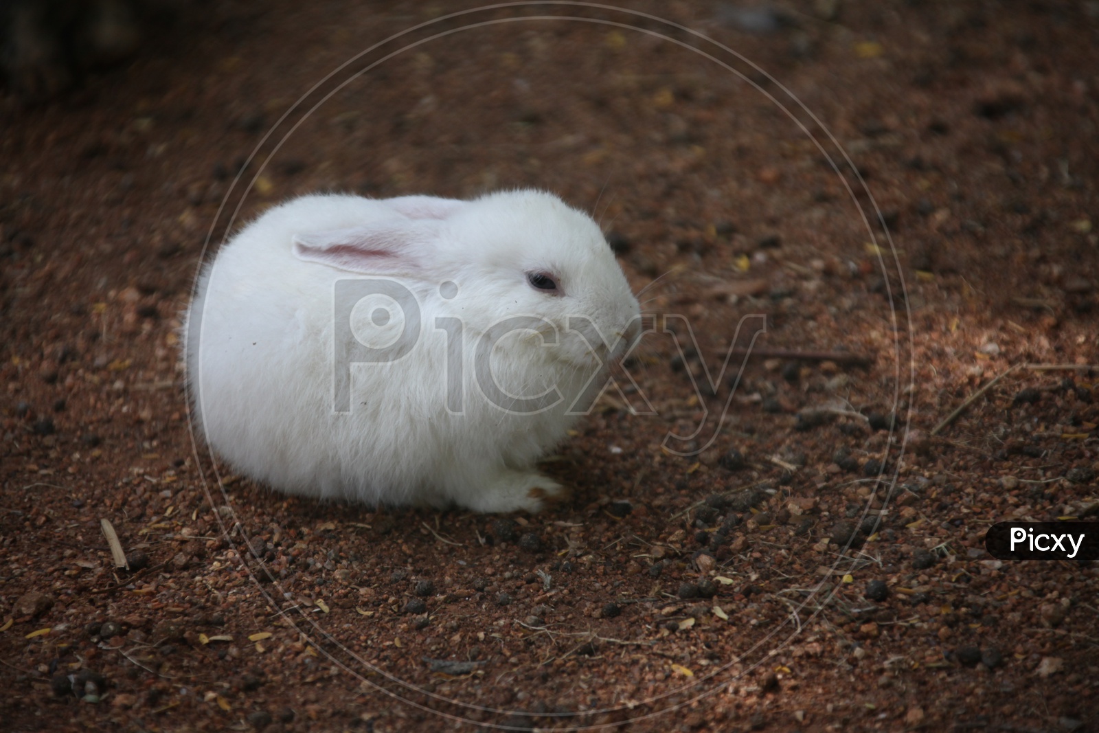 A Domestic rabbit