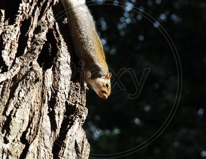 A Squirrel on the tree