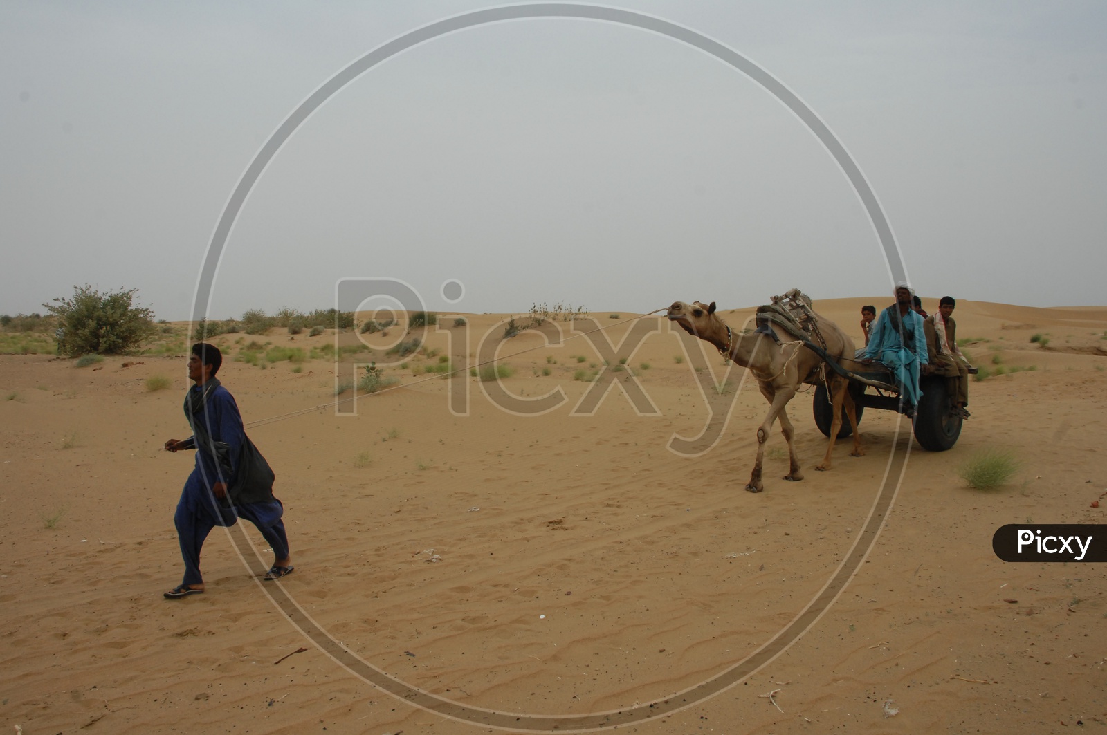 Image of camel with a cart carrying people in a desert-RP356567-Picxy