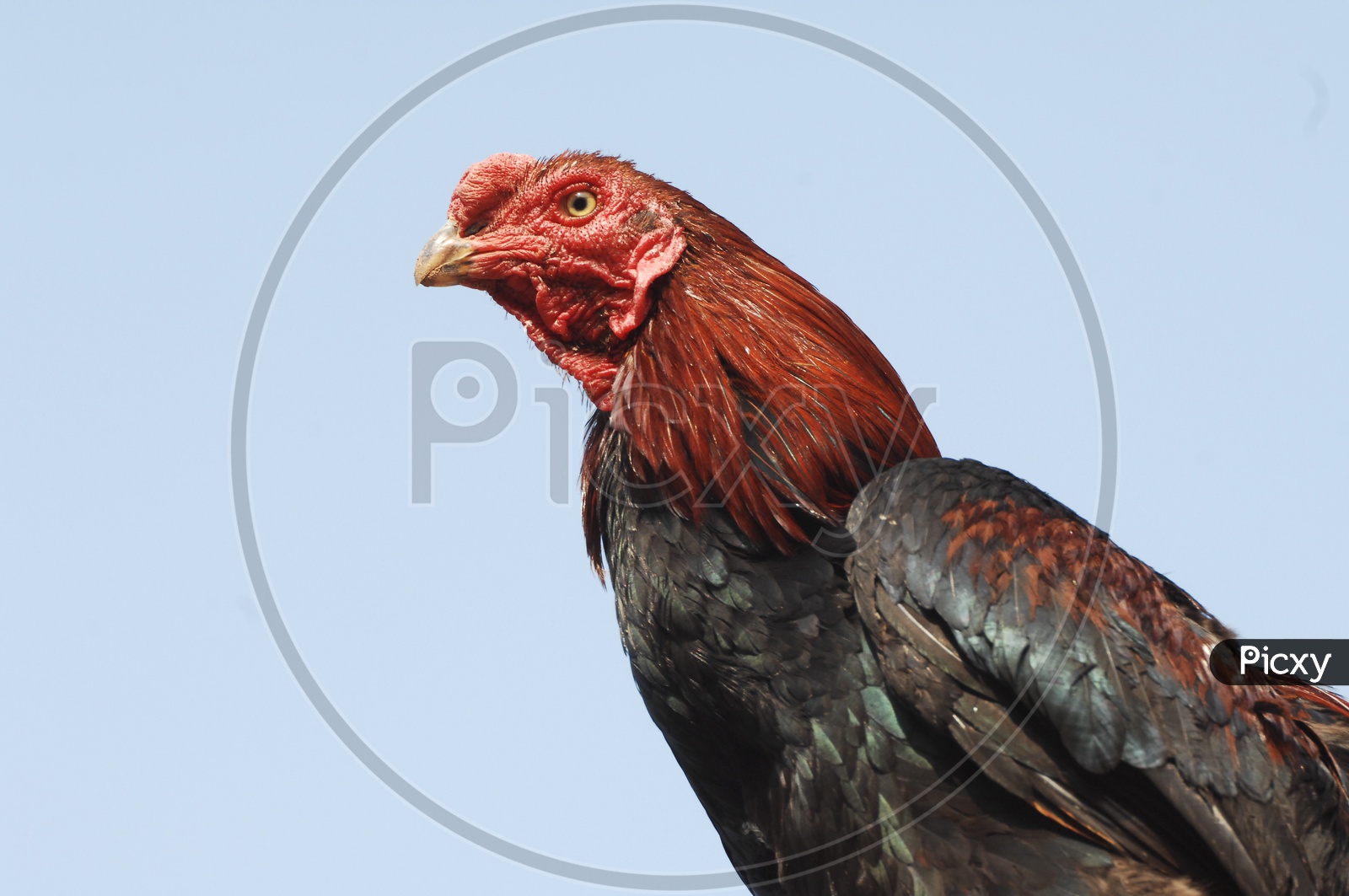 Indian Red  Cock Or Hen
