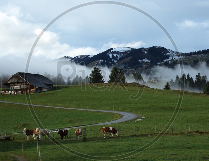 Cattle grazing in the field and mountains in the back