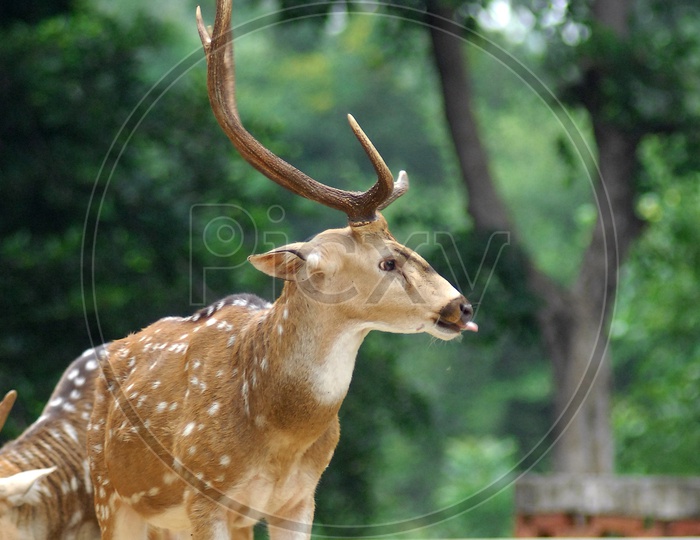 A White-tailed Deer