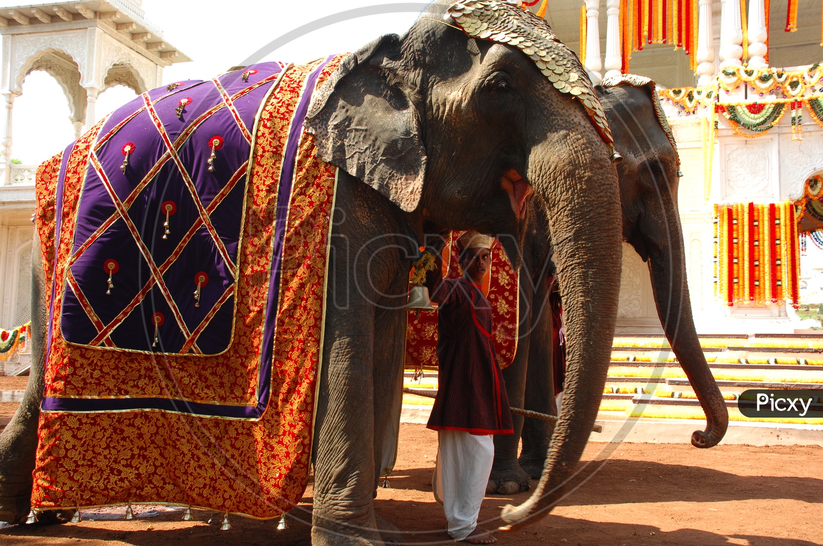 A Mahout with decorated Elephants