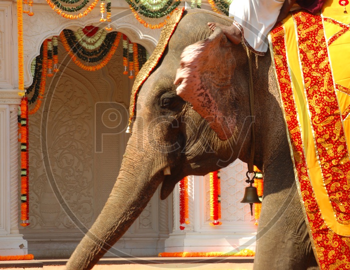 A Mahout riding the decorated elephant