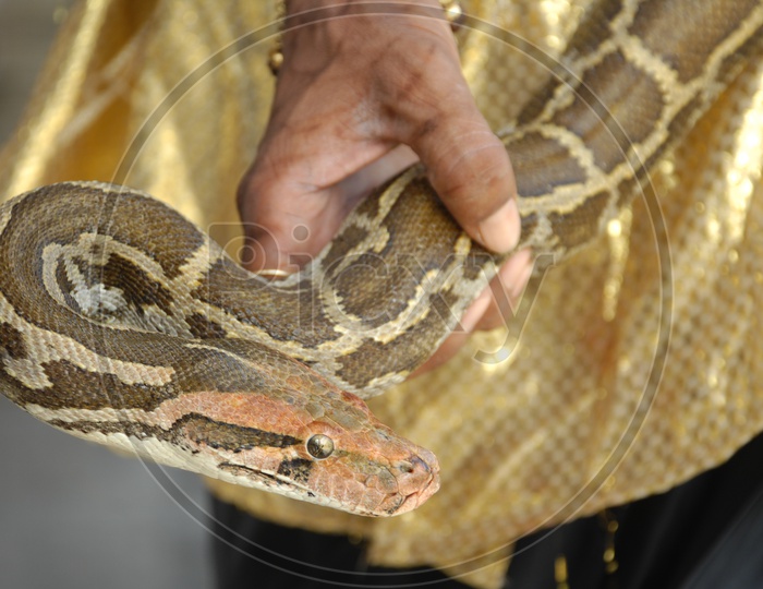 Man holding a Python
