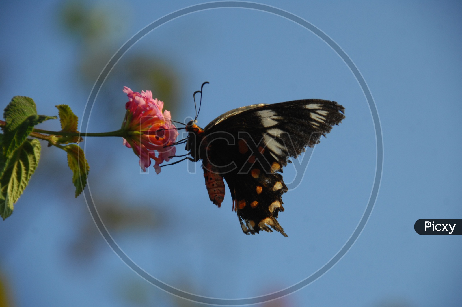 Crimson rose butterfly sucking nectar
