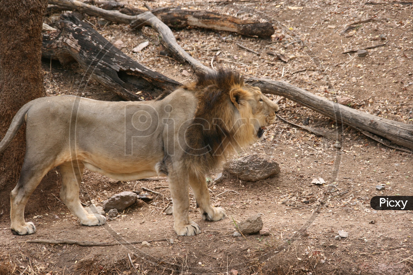 East African lion