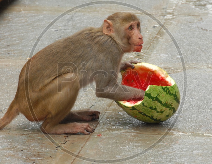 Indian Monkey Eating Watermelon