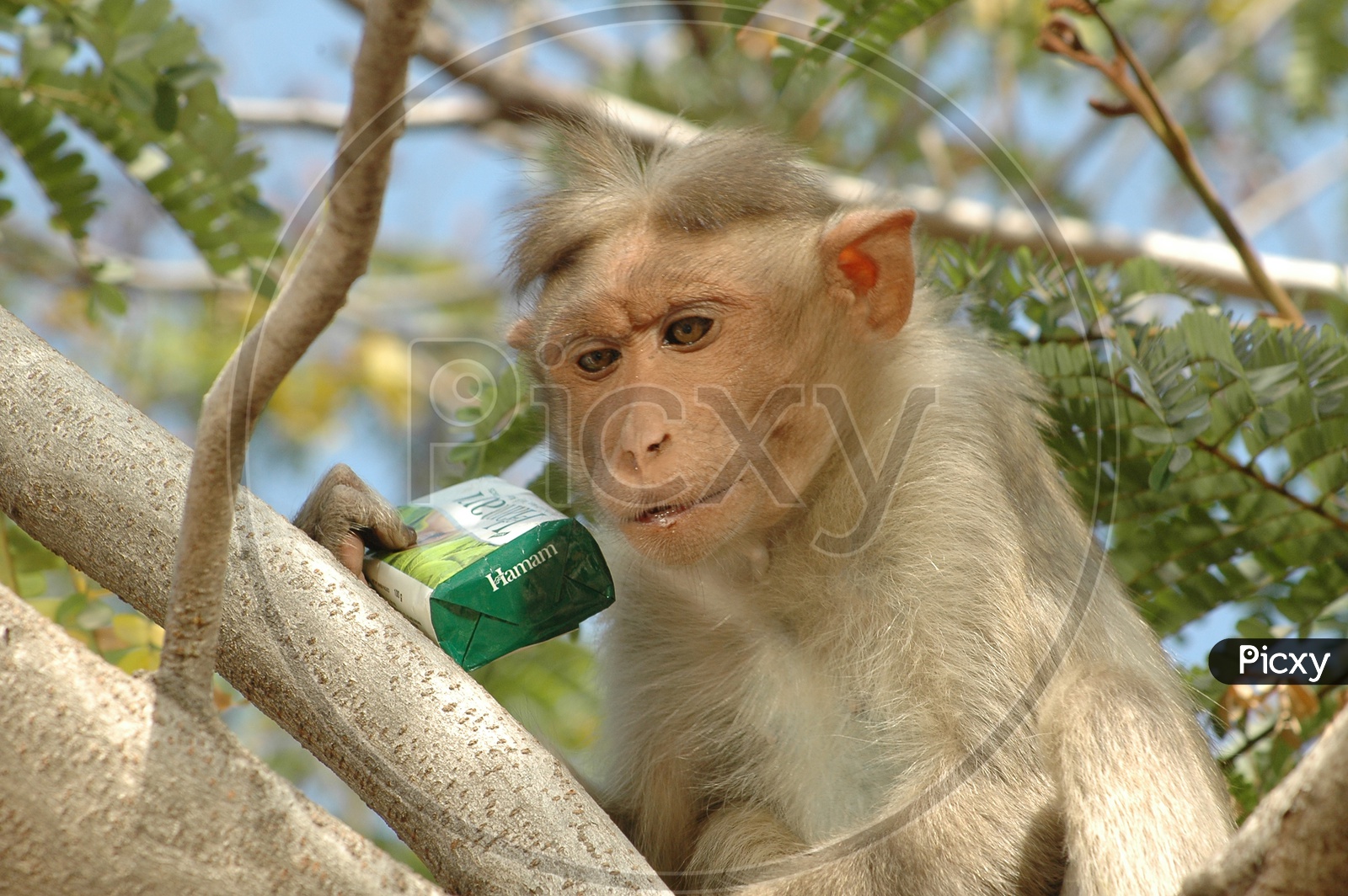 A Young Macaque or Monkey On a Tree with  Hamam Soap in Hands