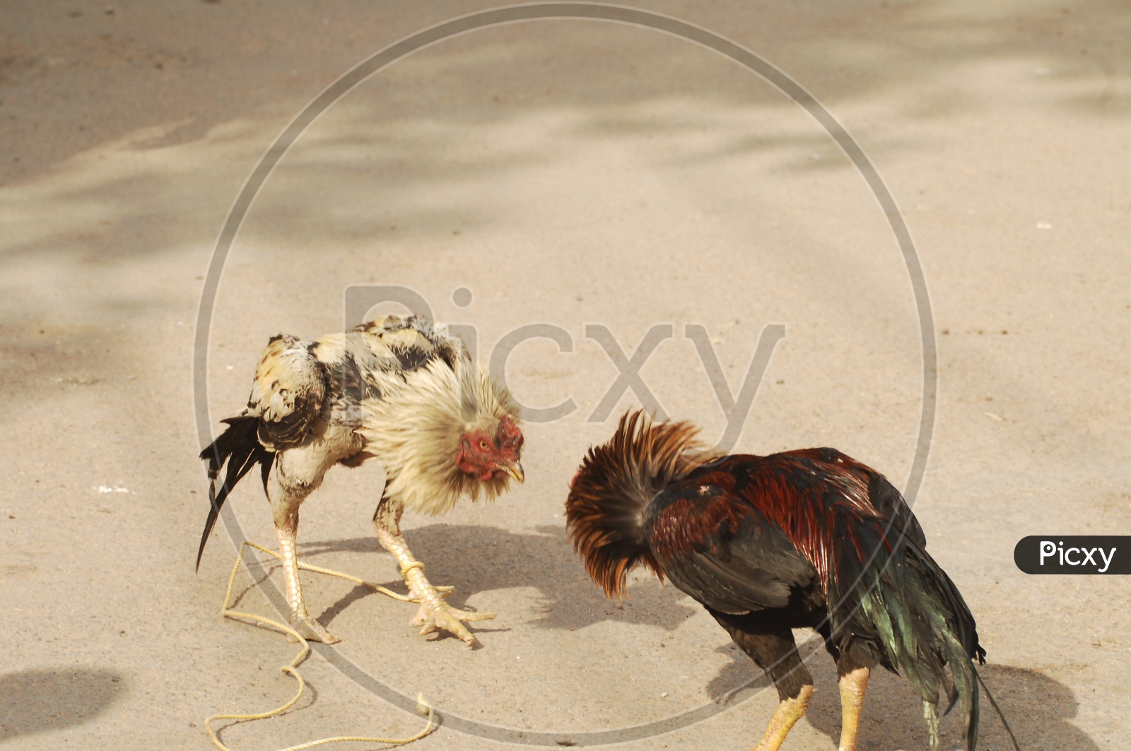 Image of Cock Fight in Indian rural Village Streets-QZ582598-Picxy