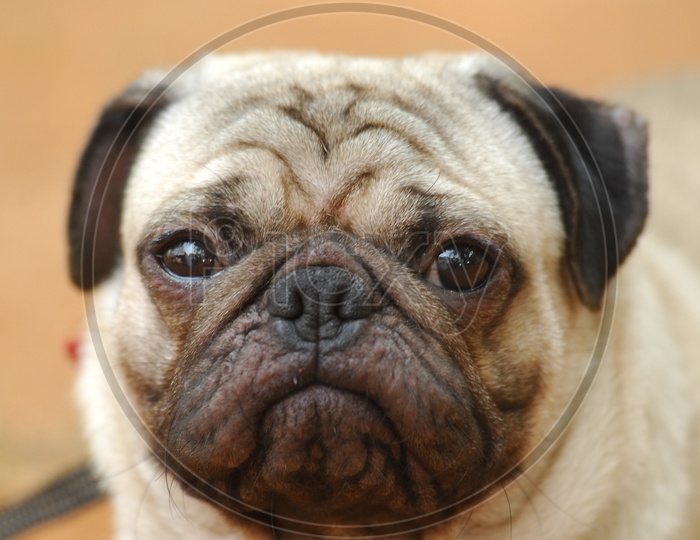 A Pug dog's face