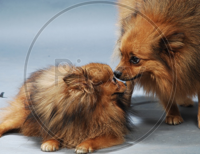 Two Pomeranian dogs