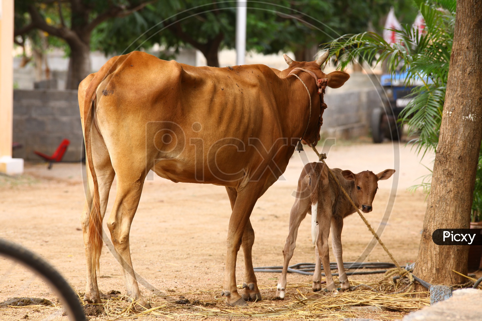 Cow tied up to the tree and calf beside it