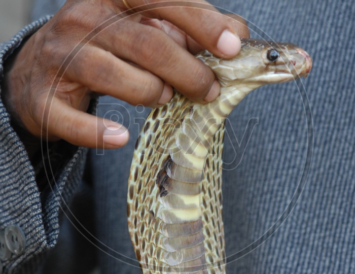 Snake Charmer holding the Indian Cobra's head