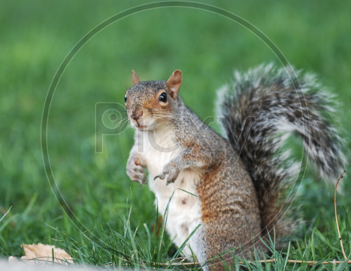 A Squirrel standing on the grass
