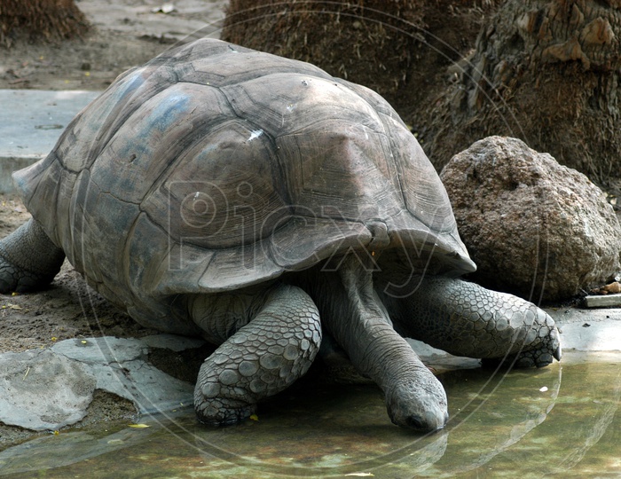 A Galápagos Tortoise drinking water
