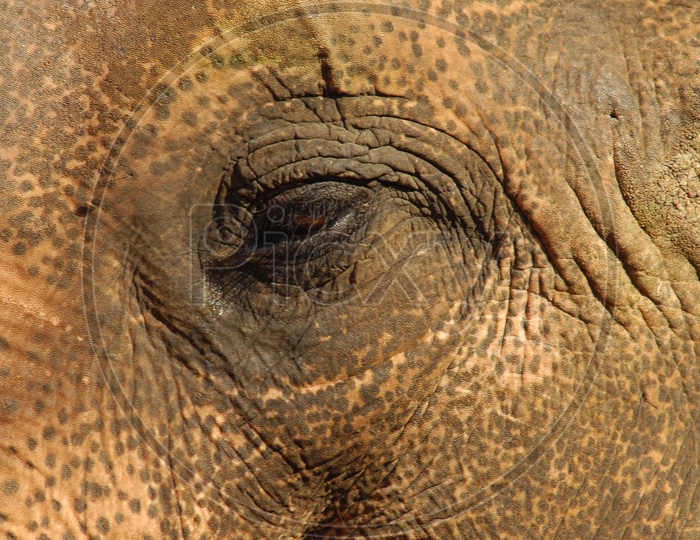 An Elephant's eye