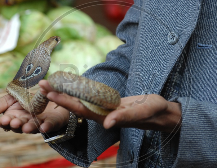 A man holding the Indian Cobra in his hands