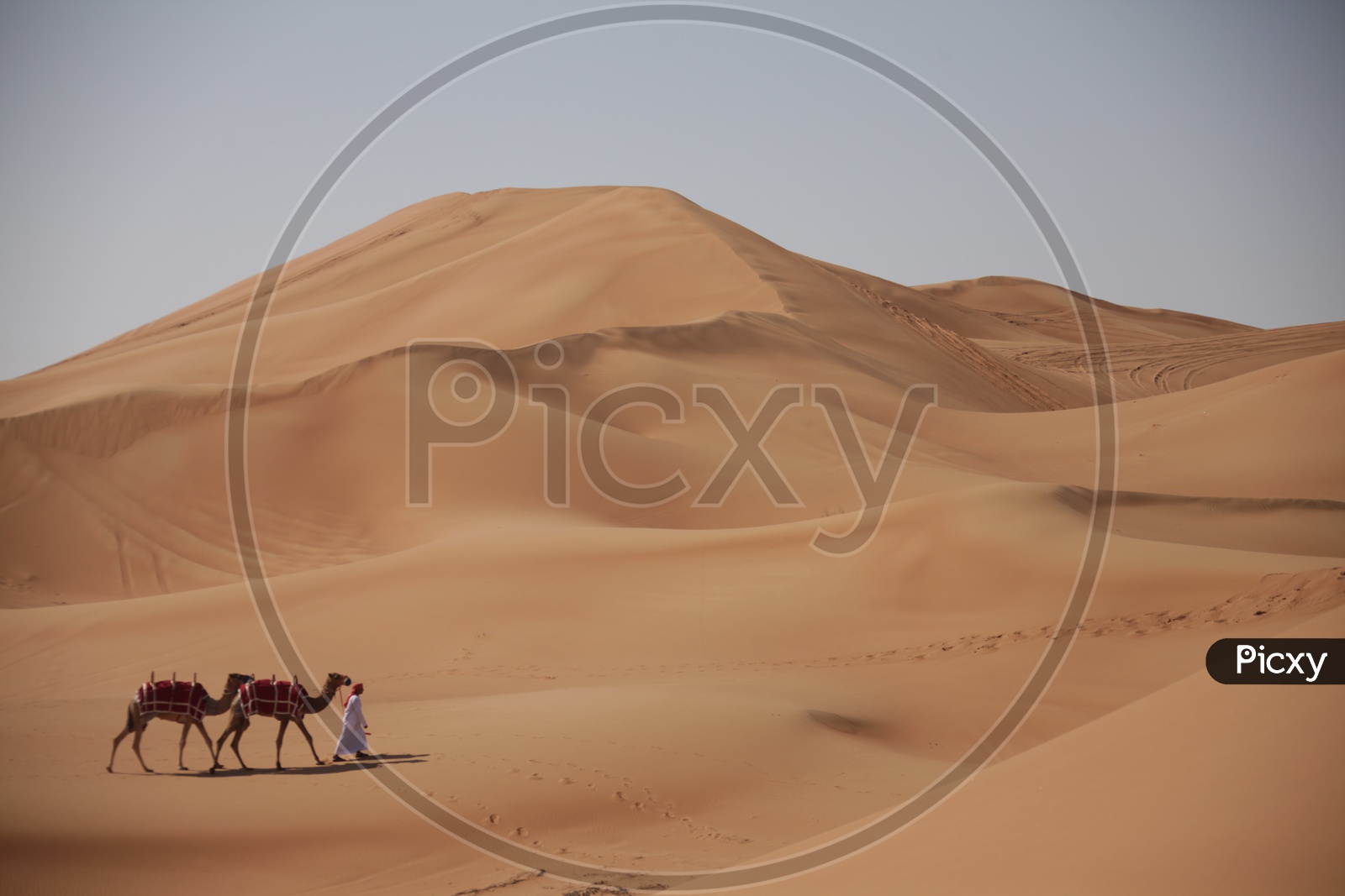Camels led by a man in the Sand dunes