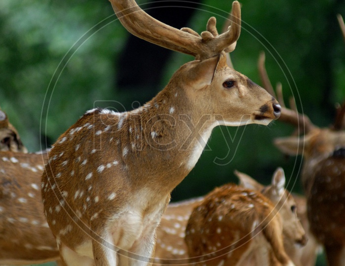 A herd of white tailed deers