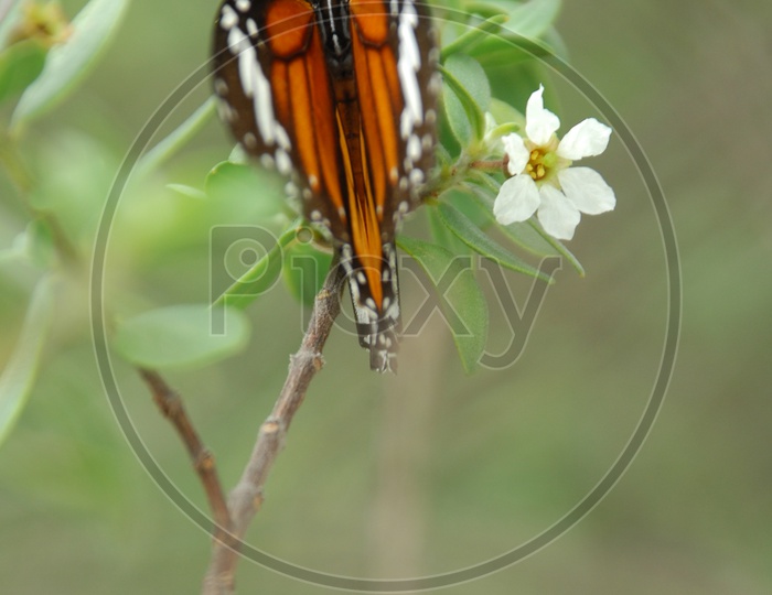 Striped tiger butterfly sucking nectar from a flower