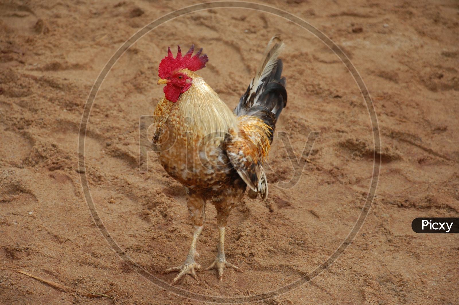 Indian Hen Or Cock