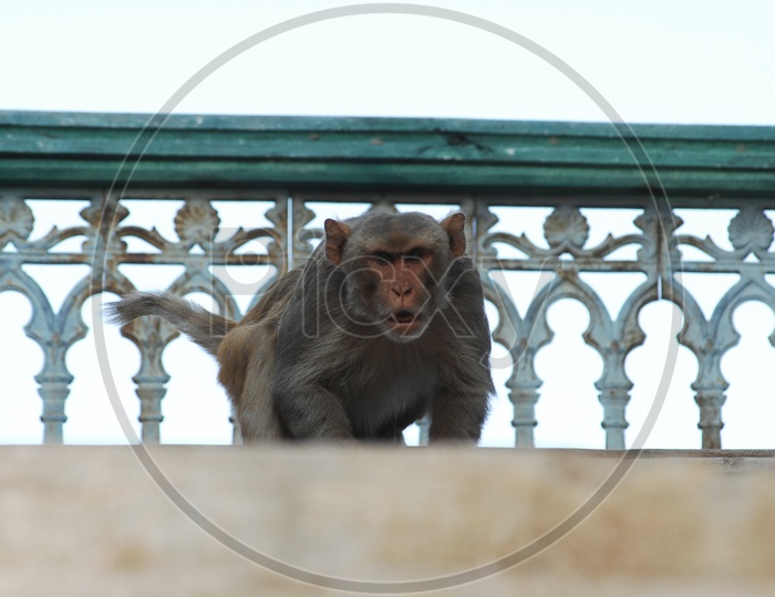 Indian Monkey Or Macaque With Angry Expression On a Staircase