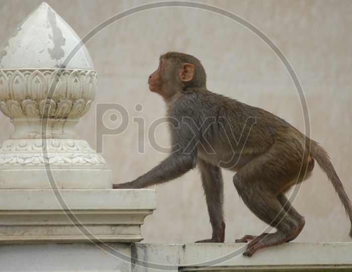 Indian Monkeys Or Macaques Doing Feats on walls