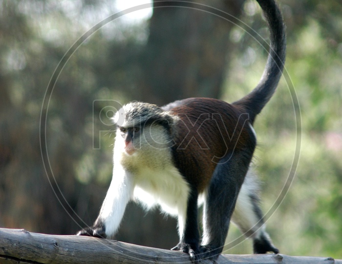 A Guenon walking on the wooden log
